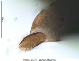 Attēlu rezultāti vaicājumam “Hylobius pinastri”