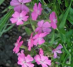 Image result for Silene schafta