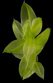 Attēlu rezultāti vaicājumam “Mnium marginatum”