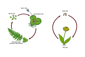 Attēlu rezultāti vaicājumam “sporophyte”