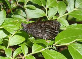 Attēlu rezultāti vaicājumam “Oeneis jutta”