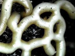 Attēlu rezultāti vaicājumam “Hemitrichia chrysospora young”