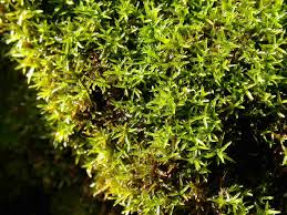 Attēlu rezultāti vaicājumam “Gymnostomum aeruginosum”