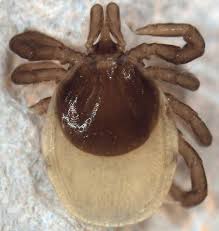 Attēlu rezultāti vaicājumam “Ixodes female”