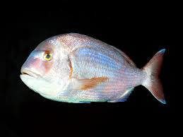 Image result for Pagrus