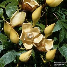 Attēlu rezultāti vaicājumam “Convolvulaceae”