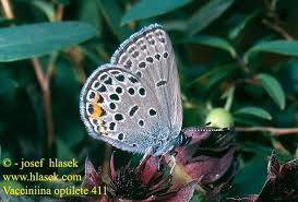 Attēlu rezultāti vaicājumam “Vacciniina optilete underside”