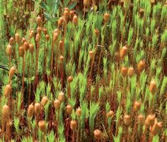 Attēlu rezultāti vaicājumam “Campylopus pyriformis sporophyte”