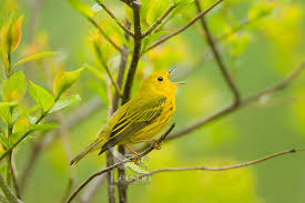 Image result for Dendroica petechia