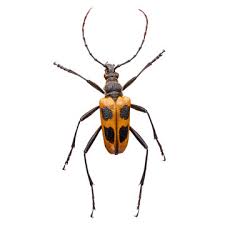 Attēlu rezultāti vaicājumam “Pachyta quadrimaculata”