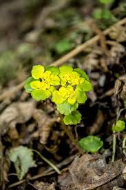 Attēlu rezultāti vaicājumam “Chrysosplenium alternifolium leaf”