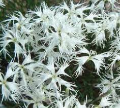 Attēlu rezultāti vaicājumam “Dianthus arenarius”