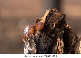 Attēlu rezultāti vaicājumam “Exidia repanda”