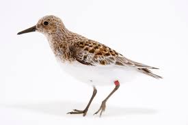 Attēlu rezultāti vaicājumam “Calidris alba”