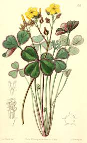 Attēlu rezultāti vaicājumam “Oxalidaceae”