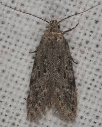 Attēlu rezultāti vaicājumam “Carpatolechia proximella”