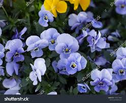 Attēlu rezultāti vaicājumam “Viola tricolor leaf”