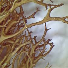 Attēlu rezultāti vaicājumam “Cetraria aculeata”