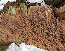 Attēlu rezultāti vaicājumam “Phlebia serialis”