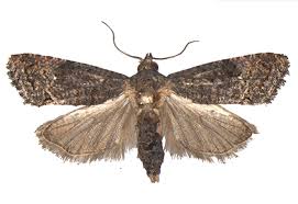 Attēlu rezultāti vaicājumam “Tortricidae”