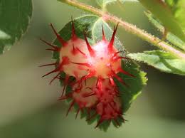 Attēlu rezultāti vaicājumam “Diplolepis bicolor”