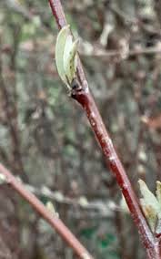 Attēlu rezultāti vaicājumam “Salix repens subsp. rosmarinifolia flower”