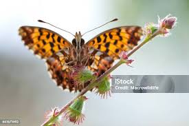 Attēlu rezultāti vaicājumam “Boloria dia”