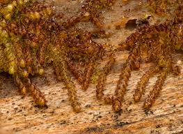 Attēlu rezultāti vaicājumam “Nowellia curvifolia”