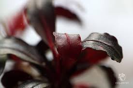 Risultati immagini per bucephalandra pinoh red stem