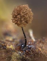 Attēlu rezultāti vaicājumam “Collaria rubens spores”