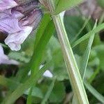 Attēlu rezultāti vaicājumam “Vicia sepium fruit”
