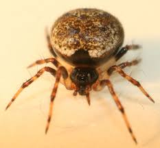 Attēlu rezultāti vaicājumam “Theridiidae”