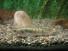 Image result for Sander lucioperca