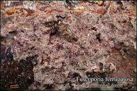 Attēlu rezultāti vaicājumam “Phellinus ferruginosus”