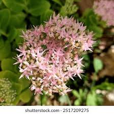 Image result for Chrysanthemum spectabile