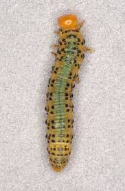 Attēlu rezultāti vaicājumam “Pristiphora maesta larva”