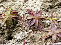Attēlu rezultāti vaicājumam “Pinguicula alpina”