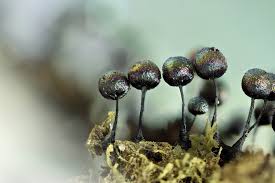 Attēlu rezultāti vaicājumam “Lamproderma pseudomaculatum”