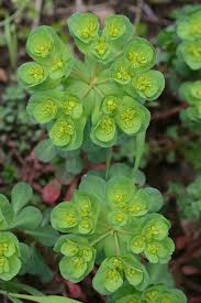 Attēlu rezultāti vaicājumam “Euphorbia helioscopia leaf”