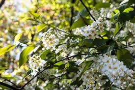 Attēlu rezultāti vaicājumam “Prunus padus var. roseiflora flower”