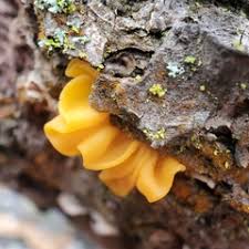 Attēlu rezultāti vaicājumam “Tremella ramalinae”