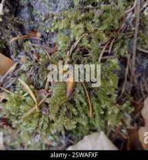 Attēlu rezultāti vaicājumam “Eurhynchium angustirete sporophyte”