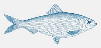 Image result for Alosa pseudoharengus