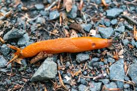 Attēlu rezultāti vaicājumam “Arion lusitanicus adult”