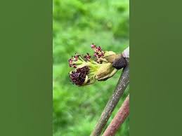 Attēlu rezultāti vaicājumam “Fraxinus excelsior Pendula bud”