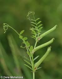Attēlu rezultāti vaicājumam “Vicia angustifolia”