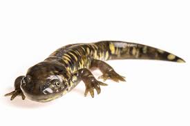 Attēlu rezultāti vaicājumam “Diderma tigrinum”