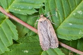 Attēlu rezultāti vaicājumam “Depressaria olerella imago”