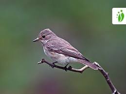 Attēlu rezultāti vaicājumam “Muscicapa striata”