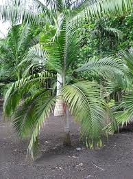 Attēlu rezultāti vaicājumam “Didymium verrucisporum”